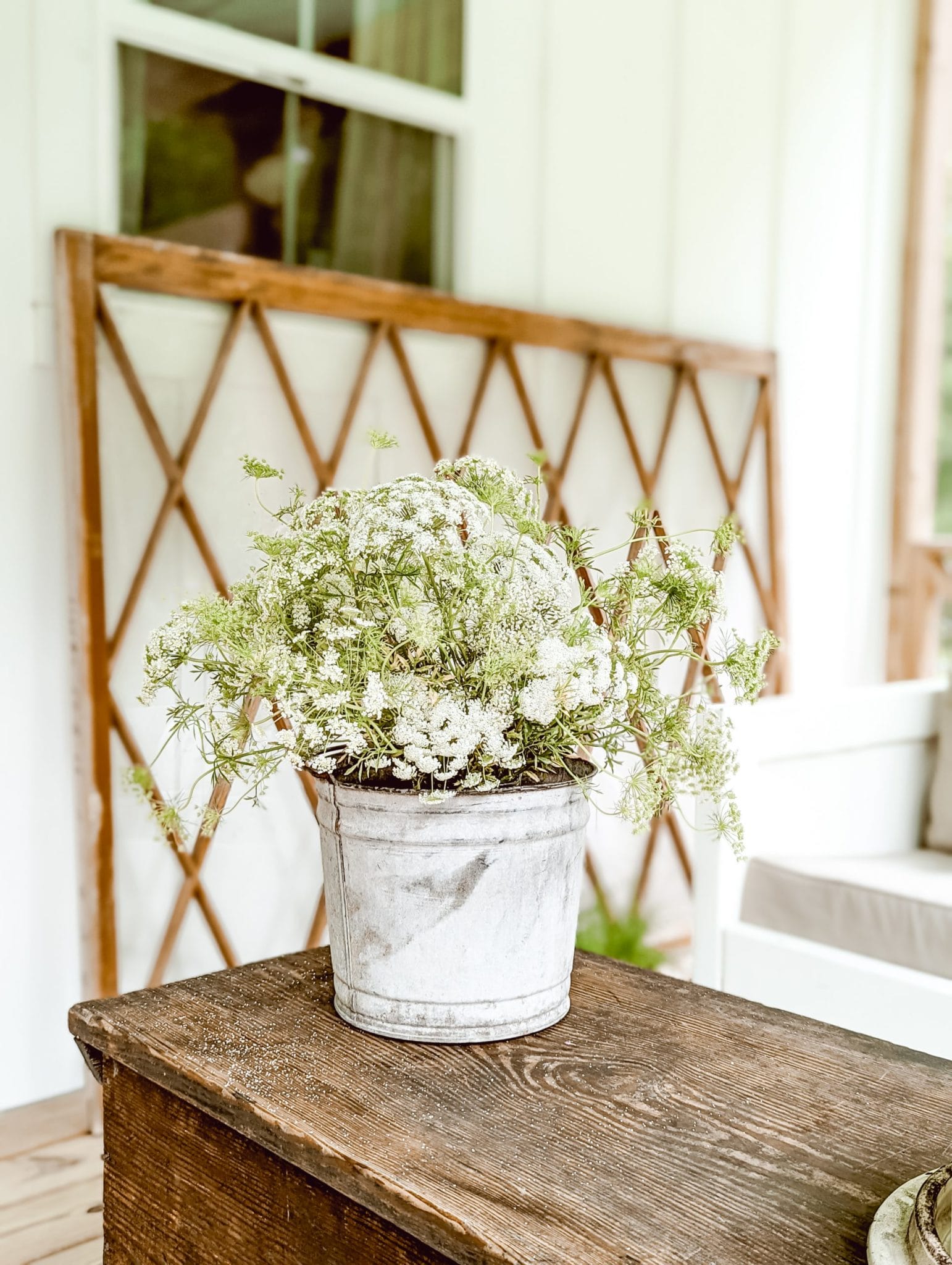 galvanized bucket with fresh cut queen anne's lace flowers