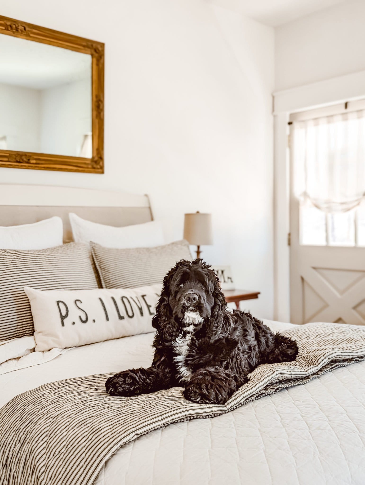 Ford, our cocker spaniel, lounging on the new Red Land Cotton bedding