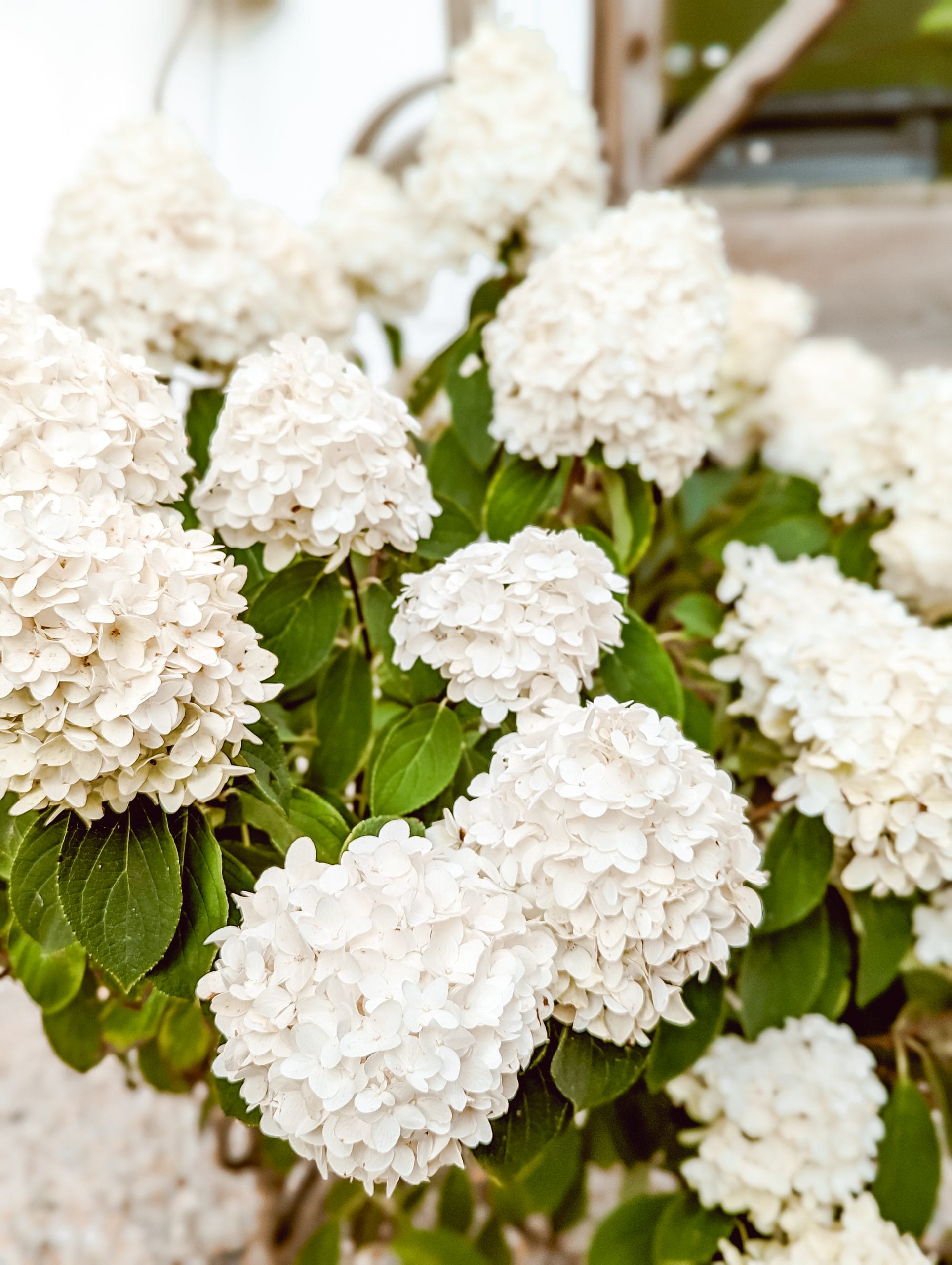 white wedding panicle hydrangeas in our NC farmhouse landscaping