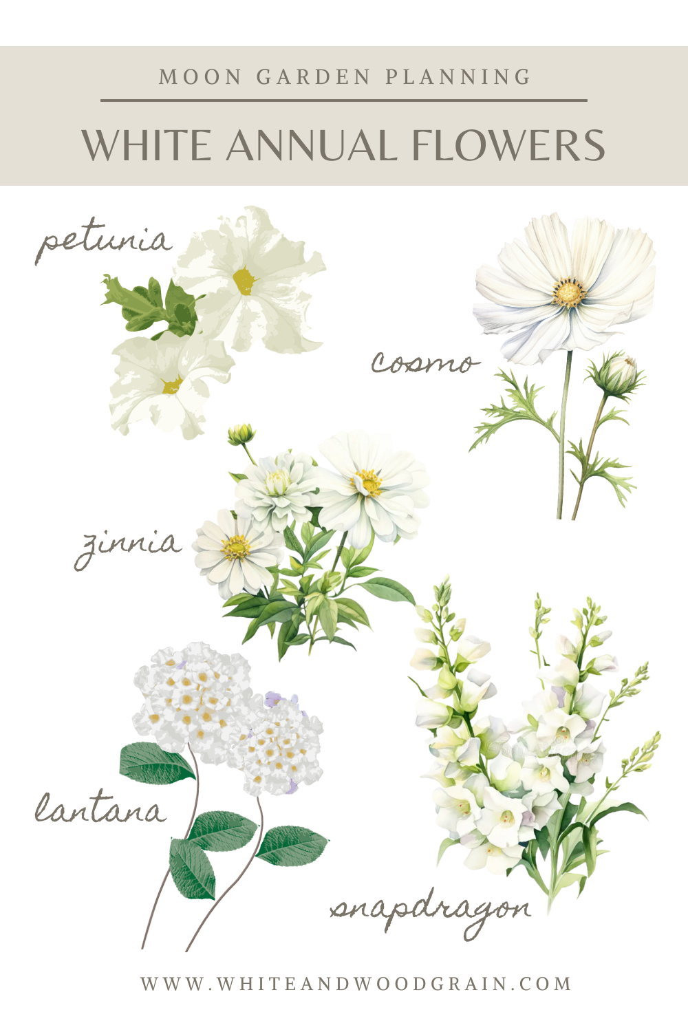 white annual flowers to consider when planning a moon garden - petunia, cosmo, zinnia, lantana, and spapdragon, 