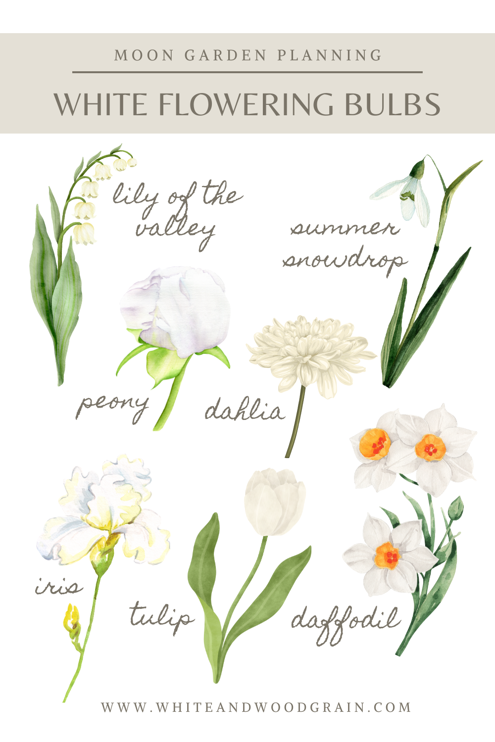 white flowering bulbs to consider when planning a moon garden - lily of the valley, summer snowdrop, peony, dahlia, iris, tulip, and daffodil