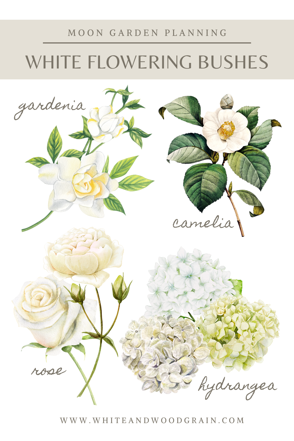 white flowering shrubs to consider when planning a moon garden - gardenia, camelia, roses, and hydrangreas